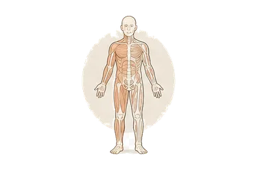 用一个主体和一个核心动作清晰表现“身体的；肉体的”